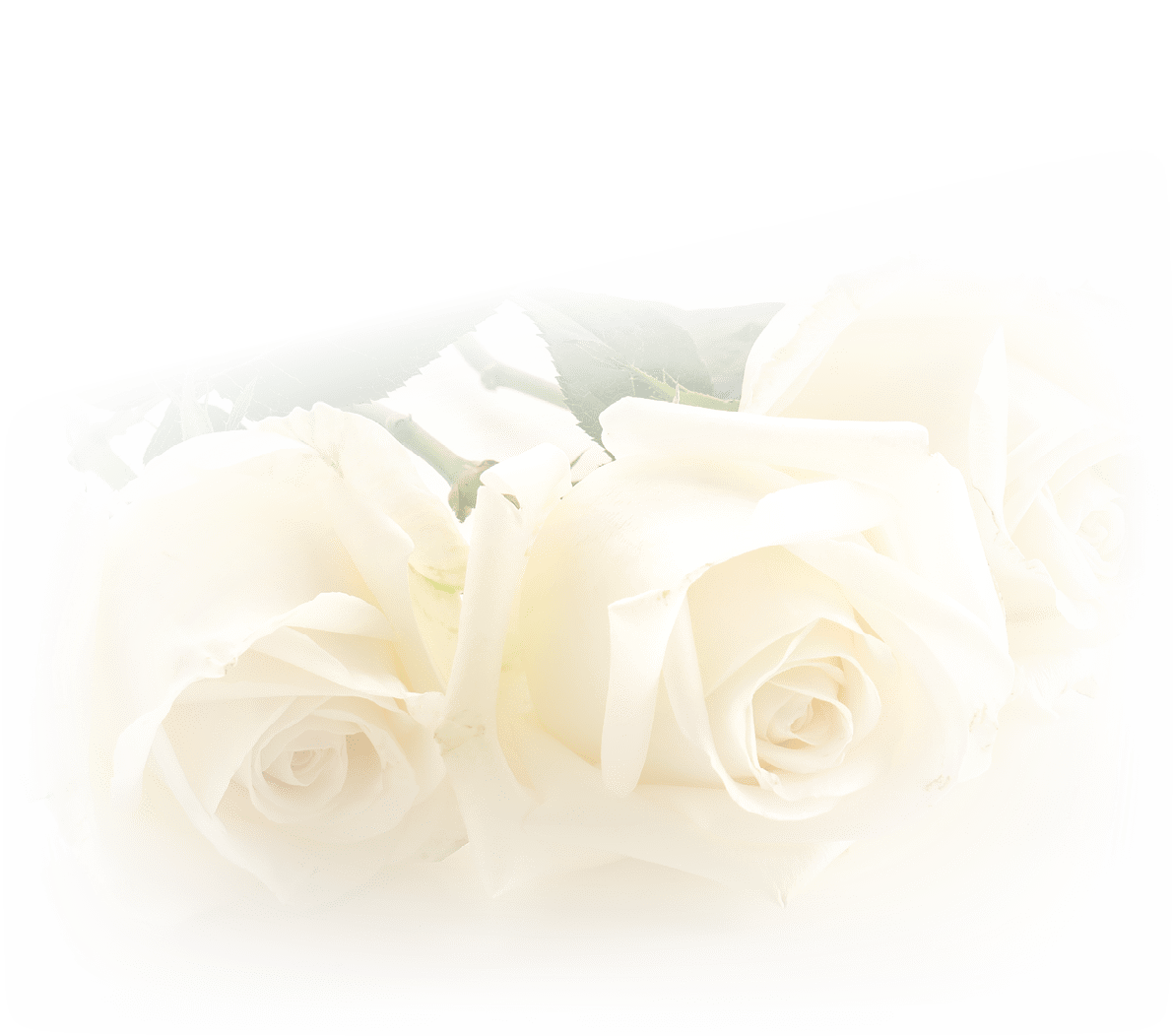 white rose on white background